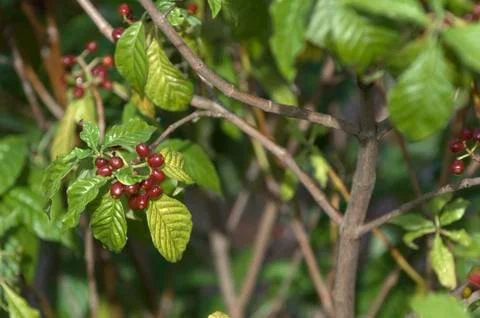 Wild coffee Stock Photos