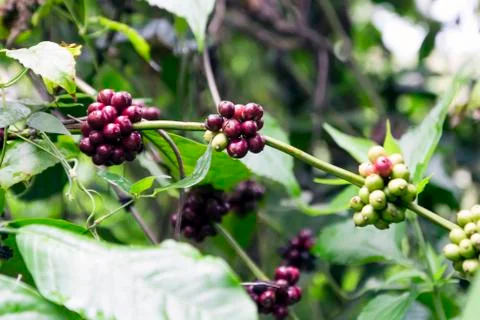 Wild Coffee. Stock Photos