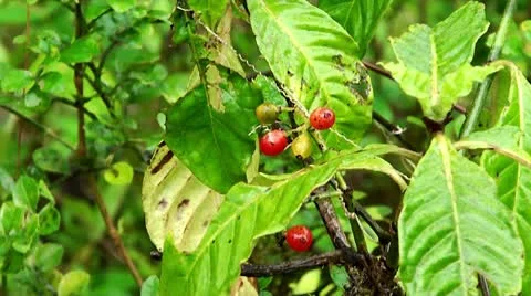 Wild coffee tree Stock Footage 10793308