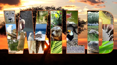 Wild collage 스톡 동영상 33648899