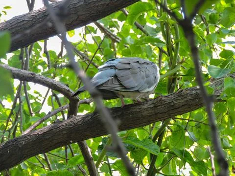 Wild collared dove sleeping fluffed up on a tree limb surrounded by lush sum Stock Photos