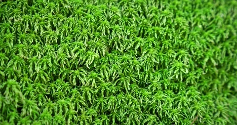 Wild Colony of Peat Moss in the Forest 库存影片 140623513