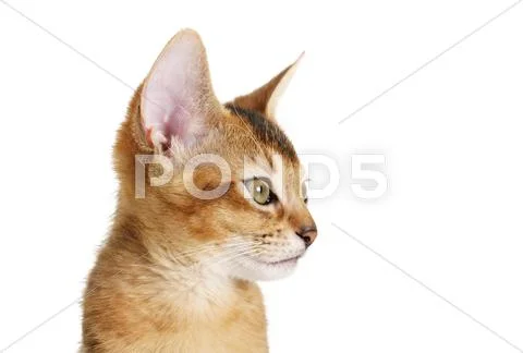 Wild color abyssinian kitten 3 month portrait over white Stock Photos