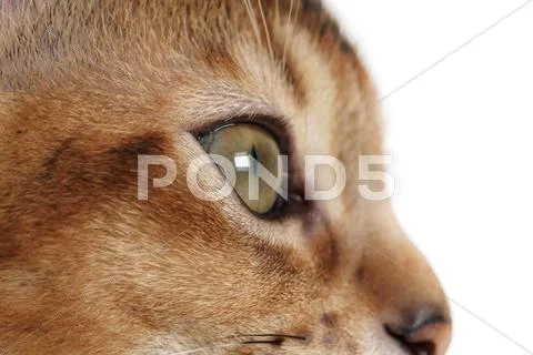 Wild color abyssinian kitten 3 month closeup portrait over white Stock Photos