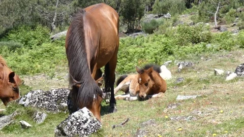 The wild colt rests drowsily close to the adult herd under the midday sun. Stock Footage 253214196