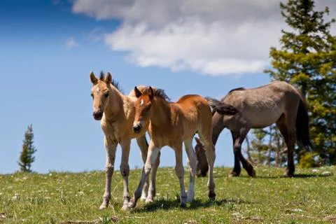 Wild colts Stock Photos