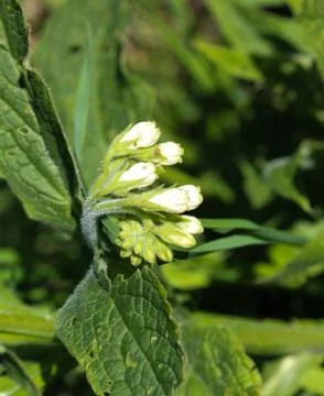 Wild common comfrey or true comfrey (Symphytum officinale) flower during spri Stock Photos