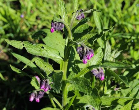 Wild common comfrey or true comfrey (Symphytum officinale) flower during spri Stock Photos