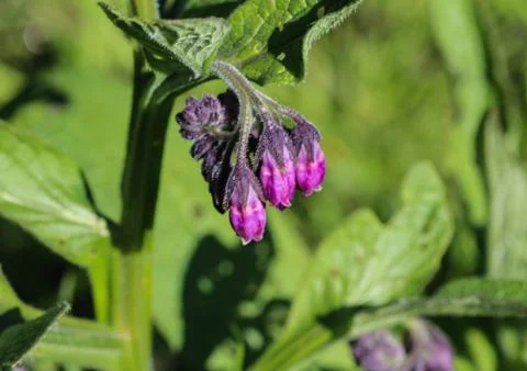 Wild common comfrey or true comfrey (Symphytum officinale) flower during spri Stock Photos