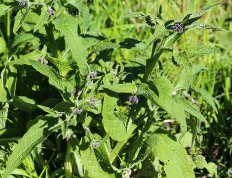 Wild common comfrey or true comfrey (Symphytum officinale) flower during spri Foto stock