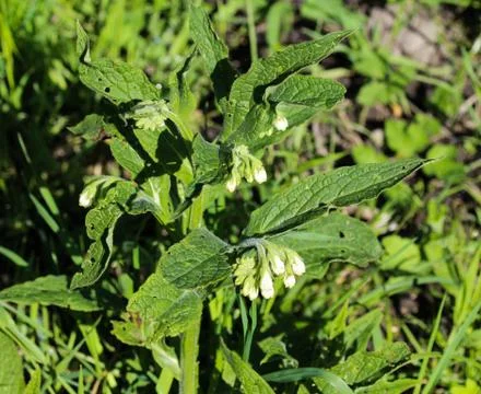 Wild common comfrey or true comfrey (Symphytum officinale) flower during spri Stock Photos