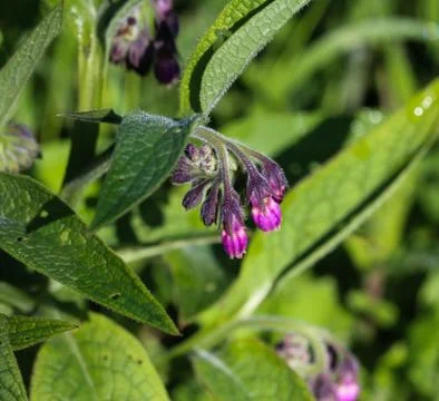 Wild common comfrey or true comfrey (Symphytum officinale) flower during spri Stock Photos
