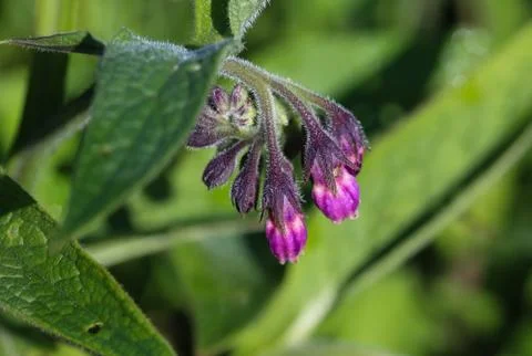 Wild common comfrey or true comfrey (Symphytum officinale) flower during spri Foto stock