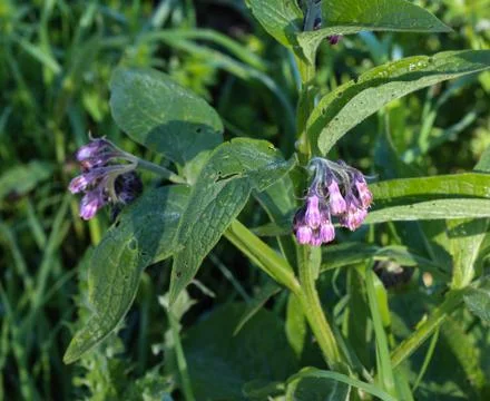 Wild common comfrey or true comfrey (Symphytum officinale) flower during spri Foto stock
