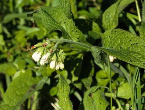 Wild common comfrey or true comfrey (Symphytum officinale) flower during spri Stock Photos