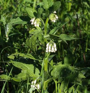 Wild common comfrey or true comfrey (Symphytum officinale) flower during spri Stock Photos