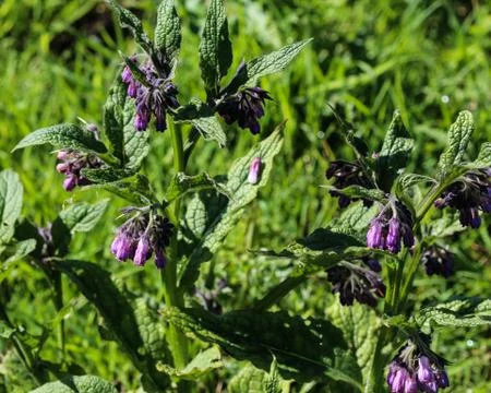 Wild common comfrey or true comfrey (Symphytum officinale) flower during spri Stock Photos