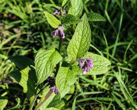 Wild common comfrey or true comfrey (Symphytum officinale) flower during spri Stock Photos
