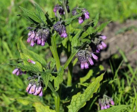 Wild common comfrey or true comfrey (Symphytum officinale) flower during spri Stock Photos