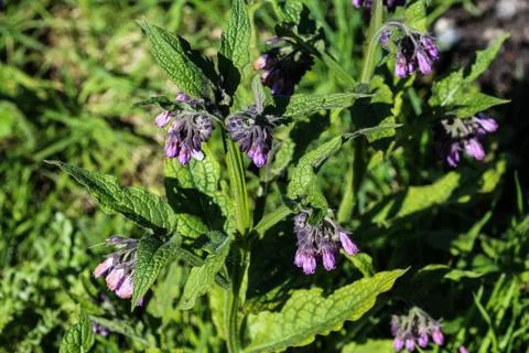 Wild common comfrey or true comfrey (Symphytum officinale) flower during spri Stock Photos