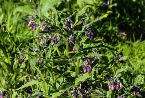 Wild common comfrey or true comfrey (Symphytum officinale) flower during spri Stock Photos