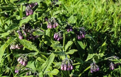 Wild common comfrey or true comfrey (Symphytum officinale) flower during spri Stock Photos