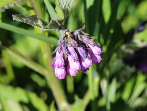 Wild common comfrey or true comfrey (Symphytum officinale) flower during spri Stock Photos