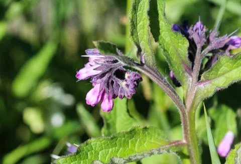 Wild common comfrey or true comfrey (Symphytum officinale) flower during spri Stock Photos