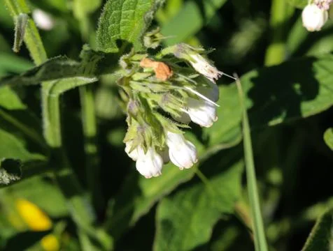 Wild common comfrey or true comfrey (Symphytum officinale) flower during spri Stock Photos
