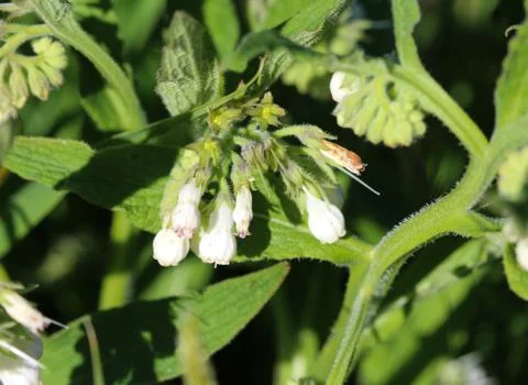 Wild common comfrey or true comfrey (Symphytum officinale) flower during spri Stock Photos