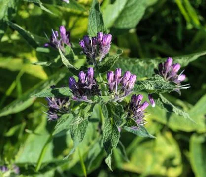 Wild common comfrey or true comfrey (Symphytum officinale) flower during spri Stock Photos