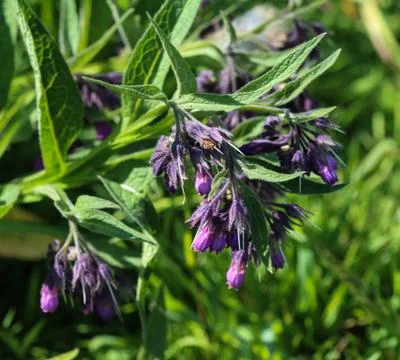 Wild common comfrey or true comfrey (Symphytum officinale) flower during spri Stock Photos