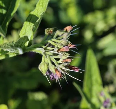Wild common comfrey or true comfrey (Symphytum officinale) flower during spri Stock Photos