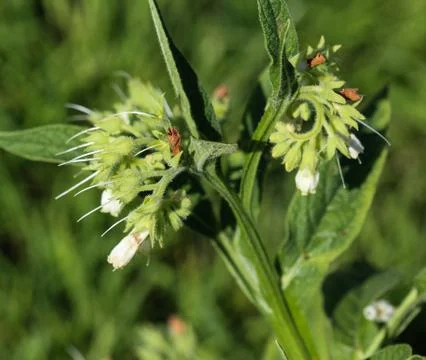 Wild common comfrey or true comfrey (Symphytum officinale) flower during spri Stock Photos