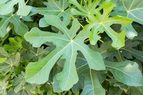 Wild common fig tree Stock Photos