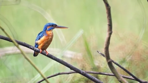 Wild Common Kingfisher Perched on a Branch in Sri Lanka Видео 75068646