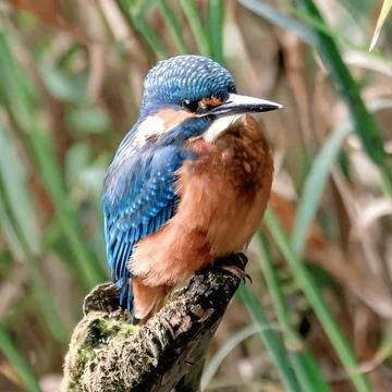 Wild common kingfisher resting near riverbank reeds in natural wetland habitat Stock Photos