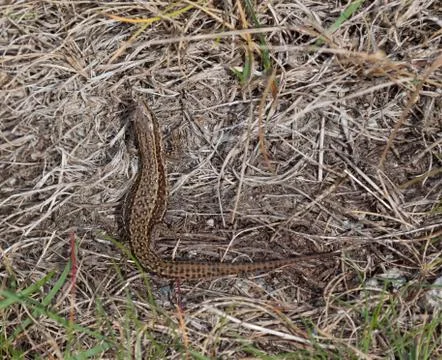 Wild common lizard at holyhead Stock Photos