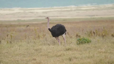 Wild Common Ostrich Stock Footage 326497944
