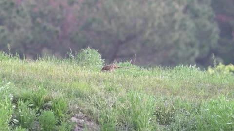 Wild Common Pheasant Blending into Tall Green Grass in Rural China Vídeos de archivo 337276069