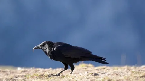 Wild Common Raven (Corvus corax) foraging on a mountain ridge Vídeos de archivo 336541755