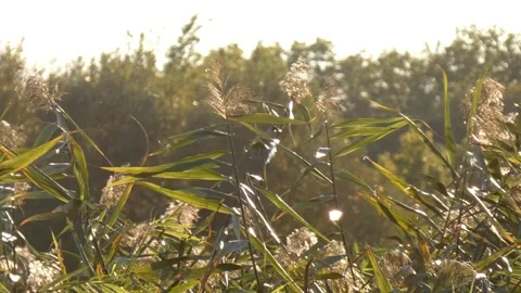 Wild common reed grass field with flying fluff in daytime wind, panning Stock Footage 338301042