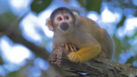 Wild Common Squirrel Monkey, yellow monkey in the rainforest jungle of Bolivia Stock Footage 132042189