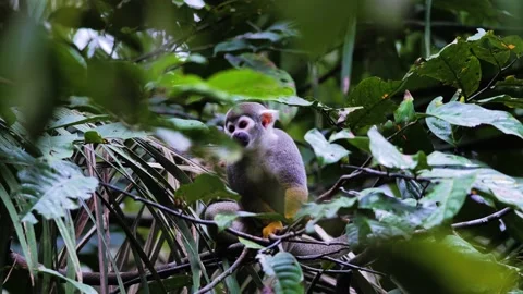 Wild Common Squirrel Monkey, yellow monkey, on branch in the rainforest of Peru Stock Footage 132042618