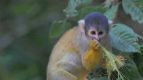 Wild Common Squirrel Monkey, yellow monkey eating in the rainforest. Stock Footage 132167568