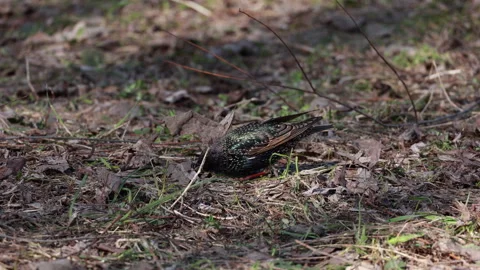 Wild common starling standing on ground among dry spring leaves 스톡 동영상 332045548