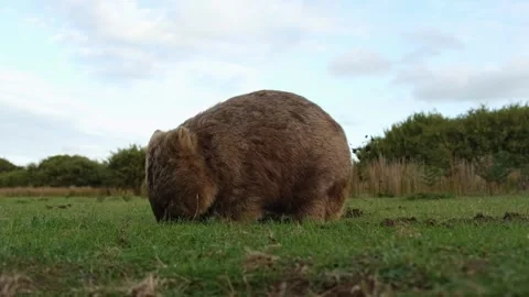 Wild common wombat digging soil. Stock Footage 242559784