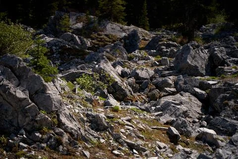 A wild coniferous forest grows through rocks in the Alberta Rocky Mountains i Stock Photos