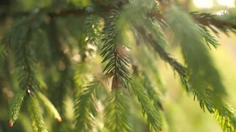Wild coniferous spruce tree branch bright evergreen lush needles foliage closeup Stock Footage 199423614