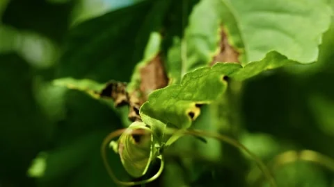 Wild Convolvulus Arvensis Bindweed Flowers in Green Grass 6 Stock Footage 339301373